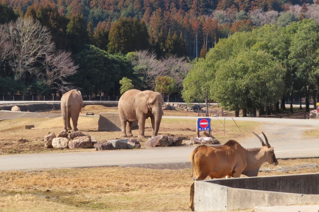 秋吉台 サファリーパーク